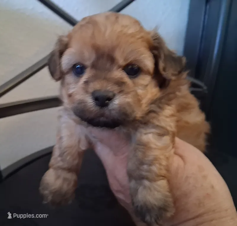 Asa – Shihpoo puppy for sale in San Antonio, TX