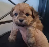 Asa, a male Shihpoo for sale in San Antonio, TX – 1 of 6