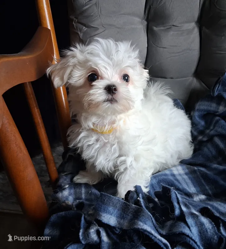 Abel (AKC) – Maltese puppy for sale in San Antonio, TX