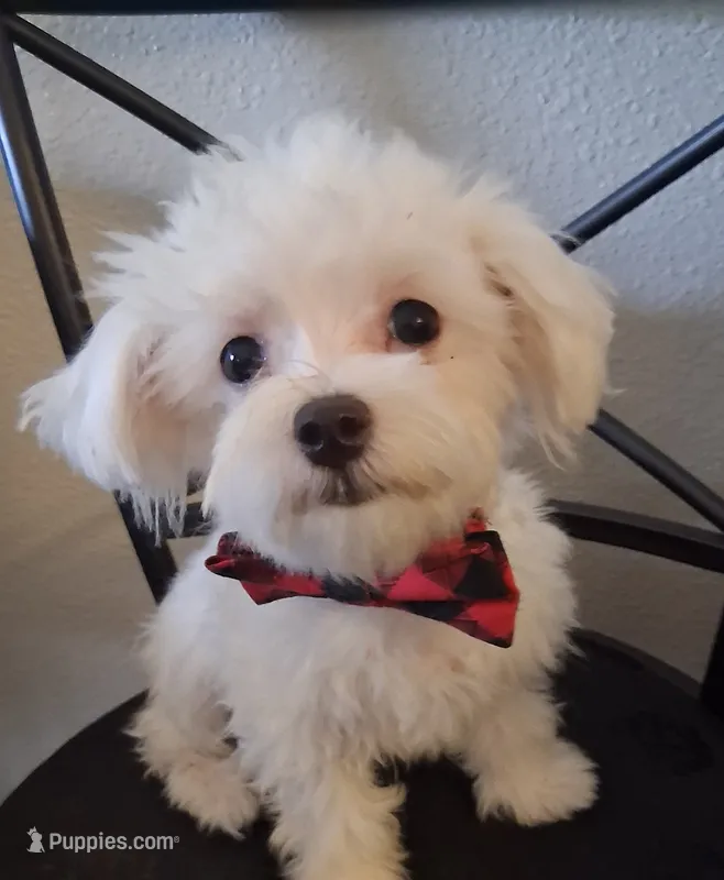 Levi (AKC) – Maltese puppy for sale in San Antonio, TX