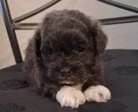 Hosea, a male Shihpoo for sale in San Antonio, TX – 4 of 5