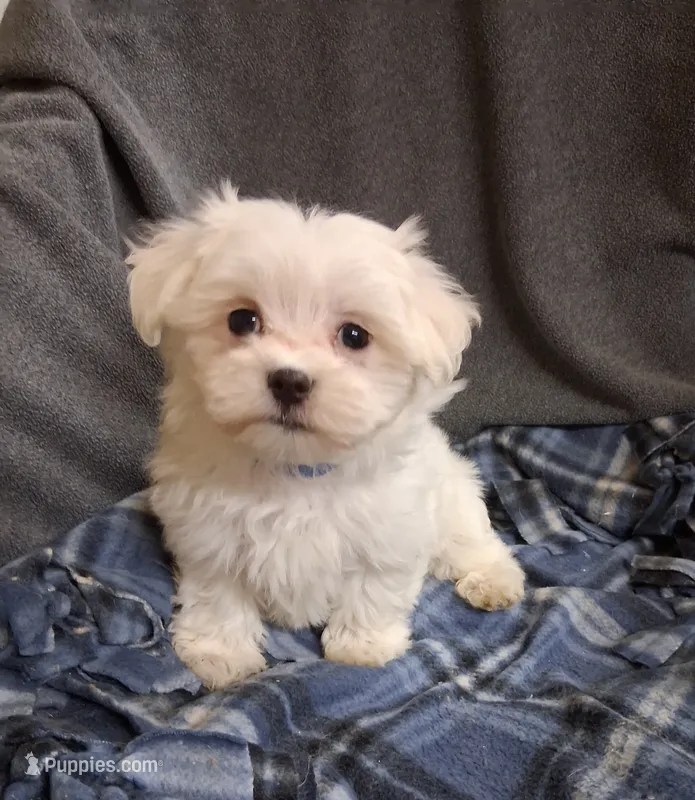 Eli (AKC) – Maltese puppy for sale in San Antonio, TX