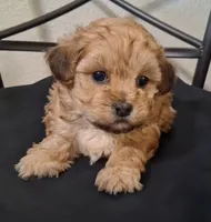Hannah, Shihpoo , a female Shih Tzu for sale in San Antonio, TX – 4 of 5