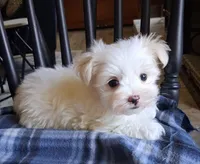 Zeb, a male Maltese for sale in San Antonio, TX – 4 of 8