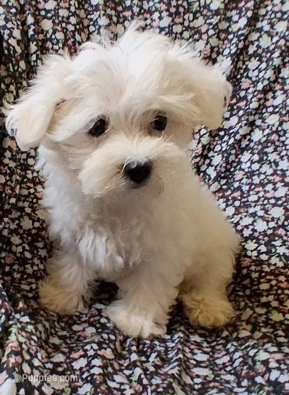 Ruthie (AKC) – Maltese puppy for sale in San Antonio, TX
