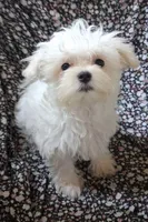 Abel (AKC), a male Maltese for sale in San Antonio, TX – 6 of 6