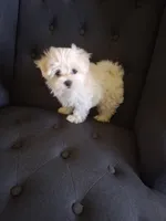 Ruthie (AKC), a female Maltese for sale in San Antonio, TX – 5 of 6