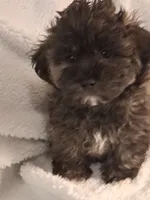 Black-Brown Bear (Aaron) Shihpoo, a male Shih Tzu for sale in San Antonio, TX – 8 of 8