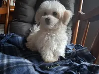 Jewel, a female Maltipoo for sale in San Antonio, TX – 2 of 7