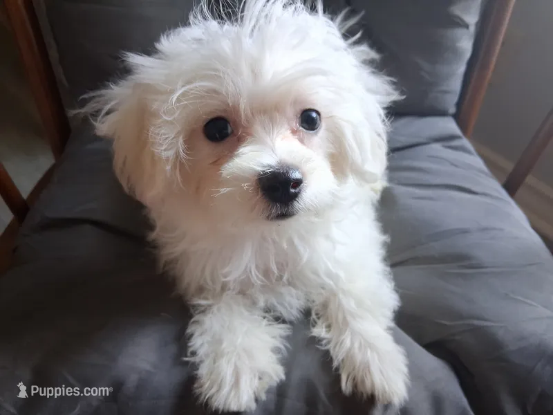 Ruthie (AKC) – Maltese puppy for sale in San Antonio, TX