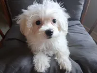 Ruthie (AKC), a female Maltese for sale in San Antonio, TX – 1 of 7
