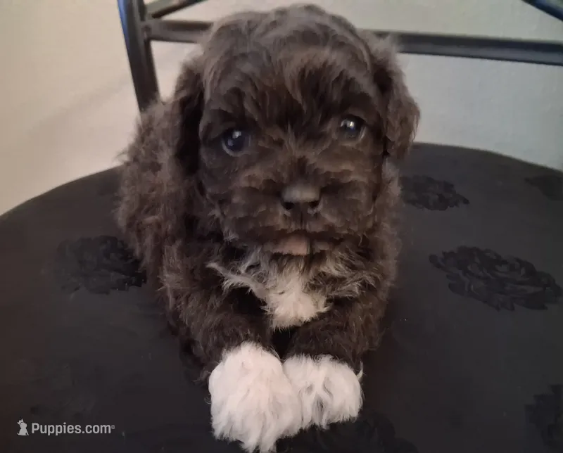 Hosea – Shihpoo puppy for sale in San Antonio, TX