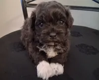 Hosea, a male Shihpoo for sale in San Antonio, TX – 1 of 5