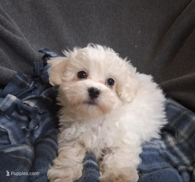 Jewel – Maltipoo puppy for sale in San Antonio, TX
