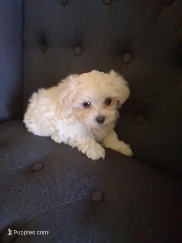 Silas (AKC) – Maltese puppy for sale in San Antonio, TX