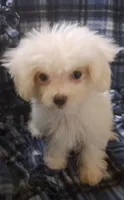 Dinah (AKC), a female Maltese for sale in San Antonio, TX – 8 of 9