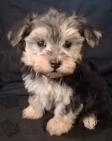 Piper, morkiepoo , a female Yorkipoo for sale in San Antonio, TX – 4 of 5