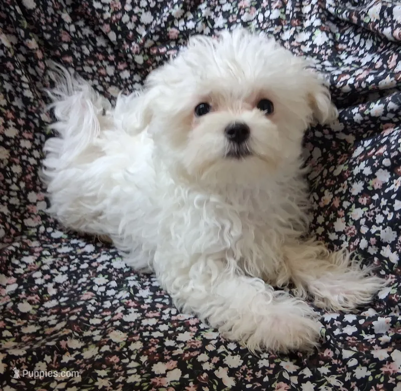 Abel (AKC) – Maltese puppy for sale in San Antonio, TX