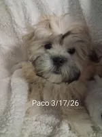 Paco, a male Shih Tzu for sale in San Antonio, TX – Photo 9 of 9