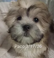 Paco, a male Shih Tzu for sale in San Antonio, TX – Photo 6 of 9