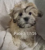 Paco, a male Shih Tzu for sale in San Antonio, TX – Photo 7 of 9