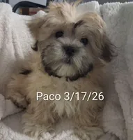 Paco, a male Shih Tzu for sale in San Antonio, TX – Photo 2 of 9