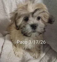 Paco, a male Shih Tzu for sale in San Antonio, TX – Photo 4 of 9