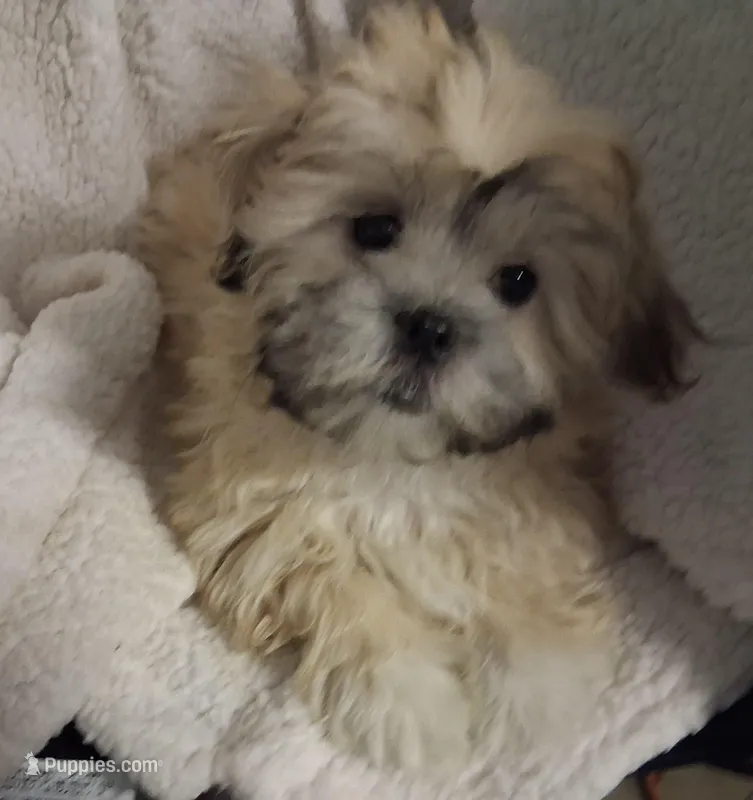 Paco – Shih Tzu puppy for sale in San Antonio, TX
