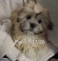 Paco, a male Shih Tzu for sale in San Antonio, TX – Photo 1 of 9