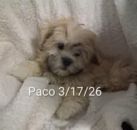 Paco, a male Shih Tzu for sale in San Antonio, TX – Photo 5 of 9
