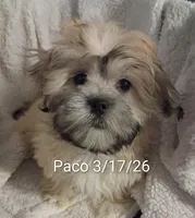 Paco, a male Shih Tzu for sale in San Antonio, TX – Photo 3 of 9
