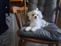 Dinah (AKC), a female Maltese for sale in San Antonio, TX – 3 of 4