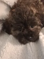 Black-Brown Bear (Aaron) Shihpoo, a male Shih Tzu for sale in San Antonio, TX – 2 of 8