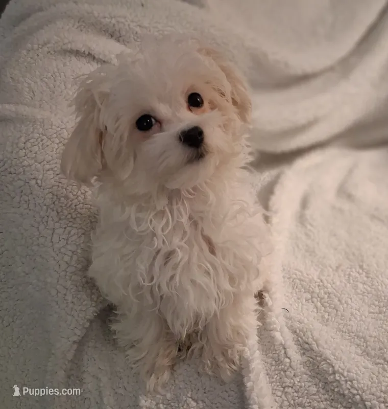 Simon – Maltipoo puppy for sale in San Antonio, TX
