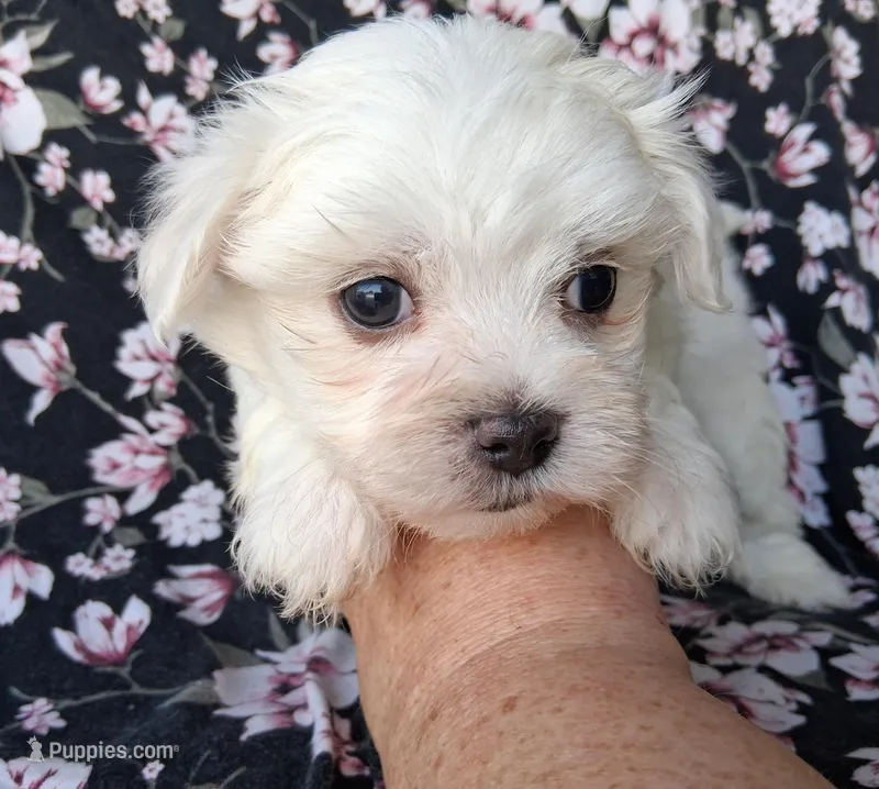Eli (AKC) – Maltese puppy for sale in San Antonio, TX