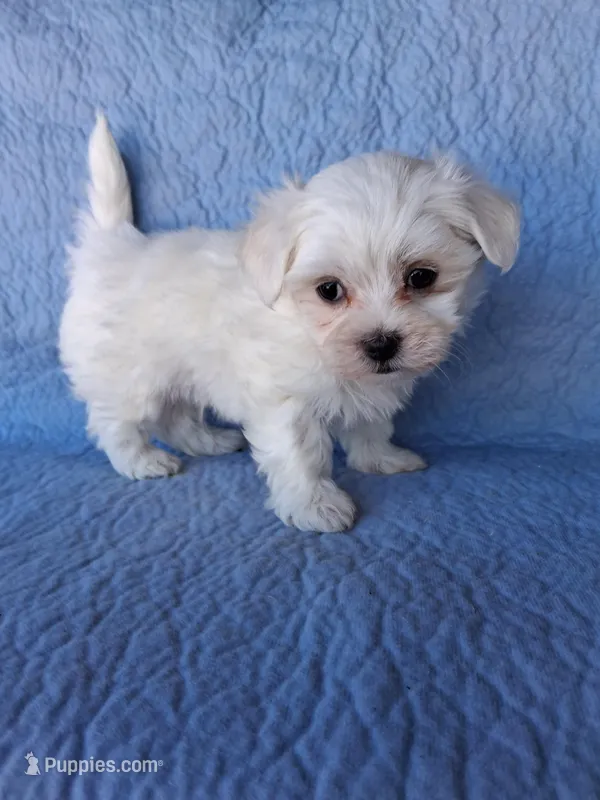 Eli (AKC) – Maltese puppy for sale in San Antonio, TX
