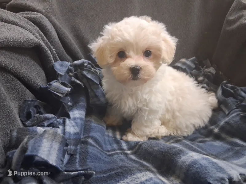 Charity – Maltipoo puppy for sale in San Antonio, TX