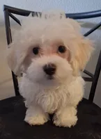 Amos, a male Maltipoo for sale in San Antonio, TX – 7 of 7