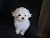 Levi (AKC), a male Maltese for sale in San Antonio, TX – 5 of 5