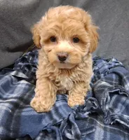 Asher ON HOLD, a male Maltipoo for sale in San Antonio, TX – 4 of 8