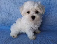 Ruthie (AKC), a female Maltese for sale in San Antonio, TX – 6 of 6