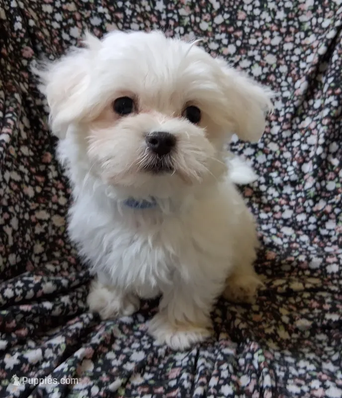 Eli (AKC) – Maltese puppy for sale in San Antonio, TX