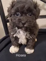 Hosea, Shihpoo, a male Shih Tzu for sale in San Antonio, TX – 2 of 6