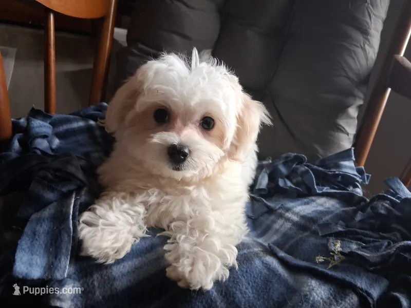Jewel – Maltipoo puppy for sale in San Antonio, TX
