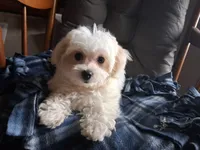 Jewel, a female Maltipoo for sale in San Antonio, TX – 1 of 7
