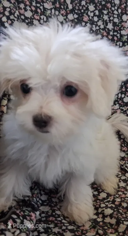 Dinah (AKC) – Maltese puppy for sale in San Antonio, TX