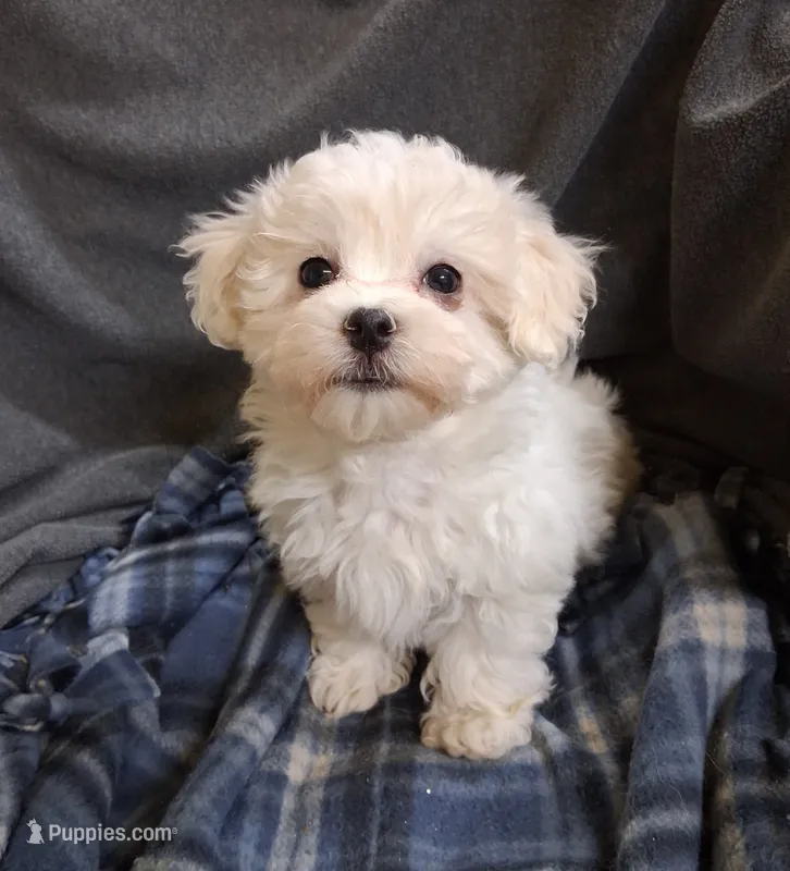 Charity – Maltipoo puppy for sale in San Antonio, TX