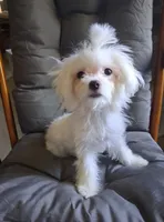 Dinah (AKC), a female Maltese for sale in San Antonio, TX – 2 of 4
