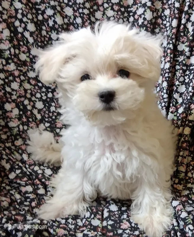 Ruthie (AKC) – Maltese puppy for sale in San Antonio, TX