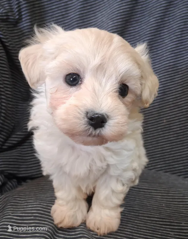 Tobias – Maltipoo puppy for sale in San Antonio, TX